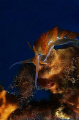   Colorful nudibranch  